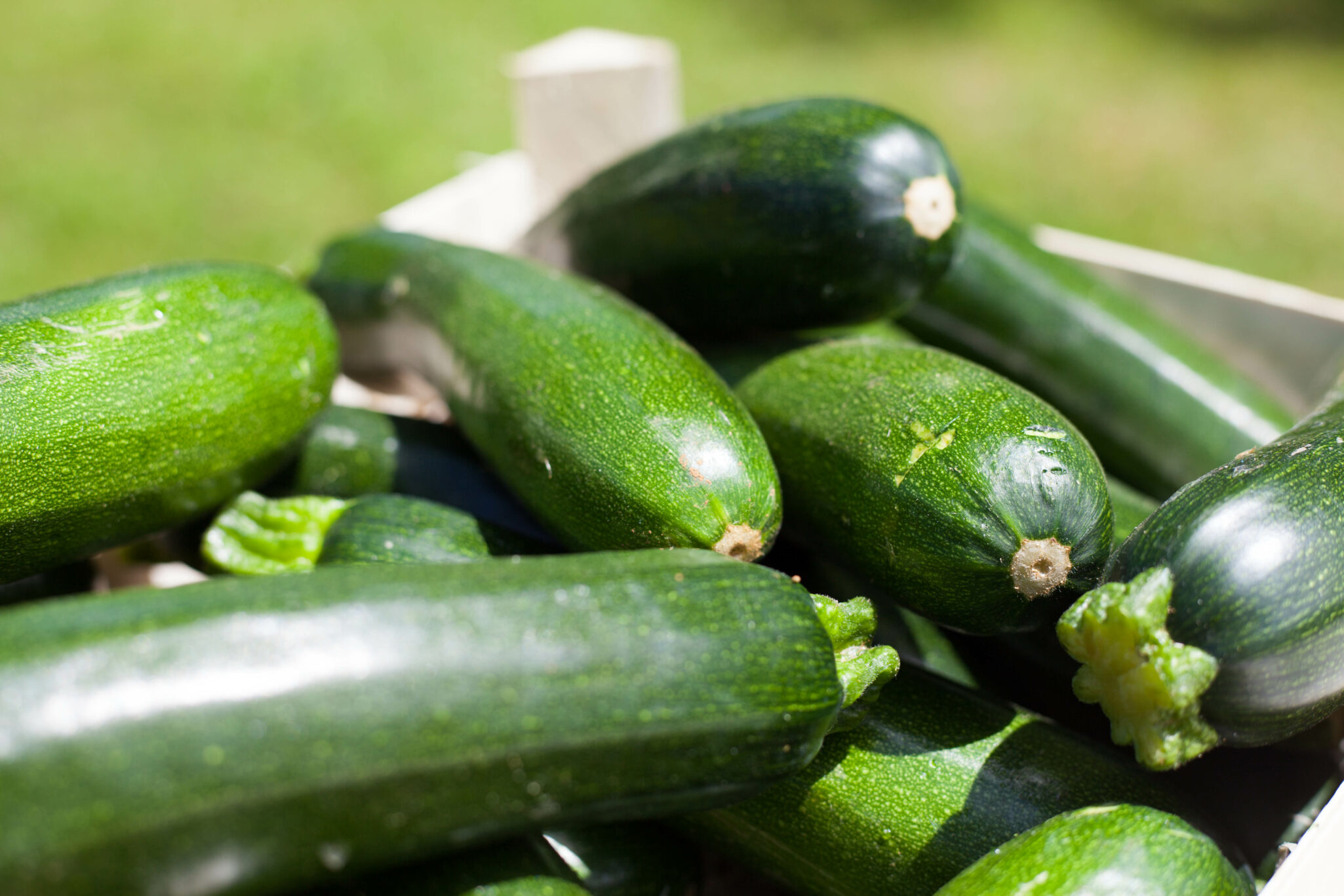 C'est de saison la courgette Laurent Mariotte