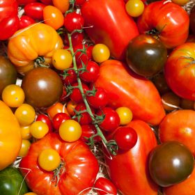 tomates-credits-bruno-tocaben