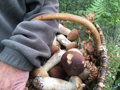 cepes-panier-perigord-cueillette