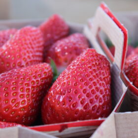 fraises-3