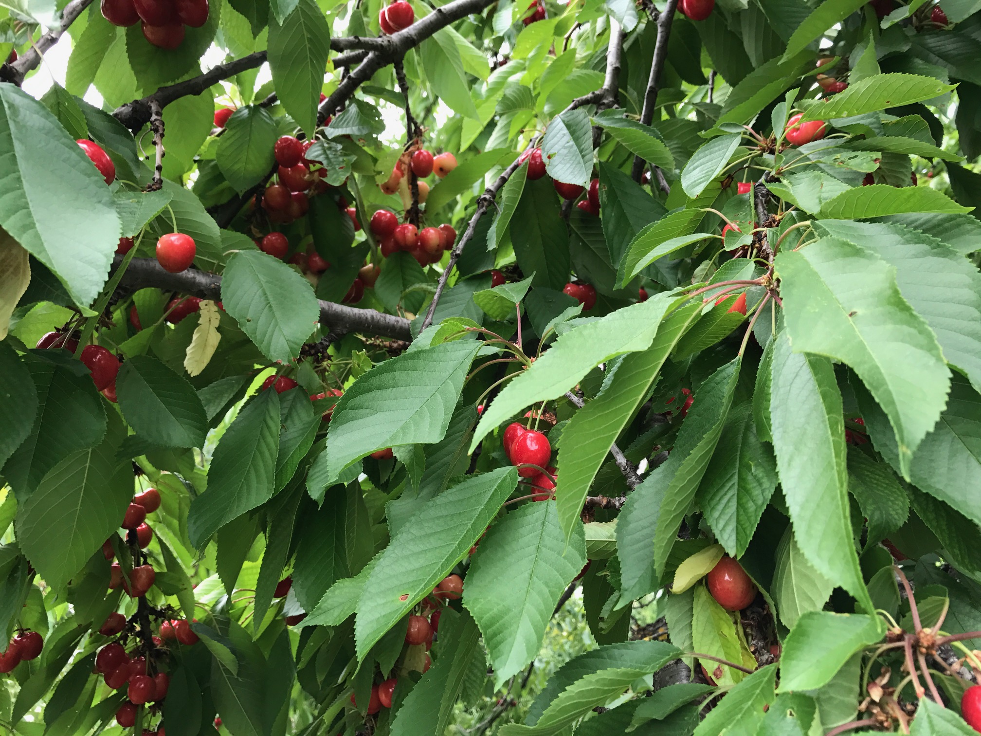 France Info / Les cerises - Laurent Mariotte